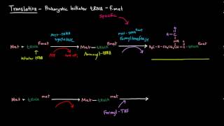 Translation Part 4 of 8  Prokaryotic Initiator tRNA  fmet [upl. by Mcnutt]