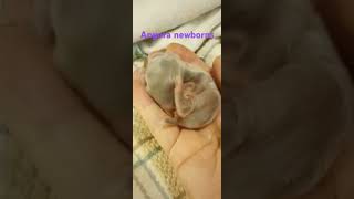 Newborn English Angora rabbits [upl. by Pippas243]