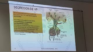 Regulación de osmolaridad y volumen del LEC parte 2 [upl. by Truda]