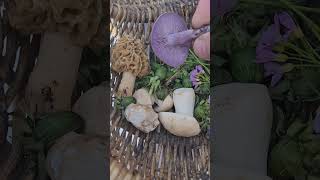 Pieds Bleus Morilles et Mousserons de Printemps   Blewit Morels and St Georges mushroom [upl. by Gievlos602]