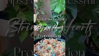 String of hearts propagation tips  Cycle of Plant  Propagation Tips [upl. by Otirecul]