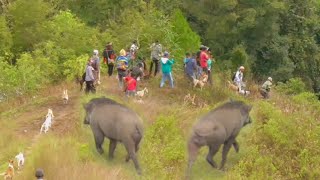 REKOR  Hama Babi Terbanyak 2 Tahun Terakhir di Bukit Kilah [upl. by Heer681]