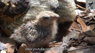 Inquisitive 9 day old NIGHTJAR Chick [upl. by Ferree]