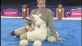 The Secrets of Dog Show Handlers [upl. by Airdnaxila251]