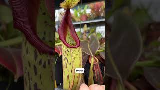 Nepenthes mollis x veitchii x maxima Wavy Leaf  Kannenpflanzen von Fangblatt nepenthes plants [upl. by Harras]