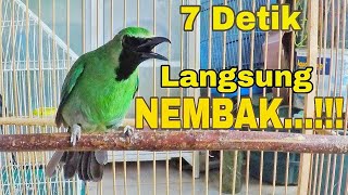 Pancingan Burung CUCAK IJO Agar NEMBAK ISIAN NGENTROK Dan NGOTOT [upl. by Loram]