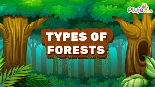 Types of Forests in India  Coniferous Evergreen Deciduous Mangrove  forests kids plufo [upl. by Josefina]