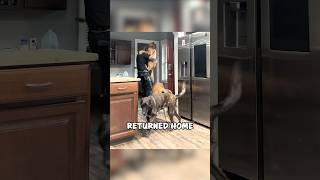 Cop Comes Home to the Sweetest Reunion With His Dog 🐾❤️ shorts [upl. by Izawa260]