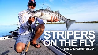 Fly Fishing for Striped Bass in the California Delta [upl. by Chariot]