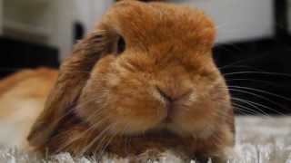 Miniature Lop eared bunny  QQ Summer  Just Relaxing [upl. by Eedyak]