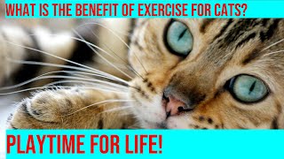 Maximizing Your Cats Lifespan Through Exercise amp Playtime [upl. by Eillor]