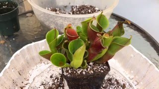 HELIAMOPHORA CARNIVOROUS PLANT CARE HOW TO REPOT A HELIAMPHORA [upl. by Noyerb500]