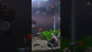 Guppy Fish Aquarium Planted Tank shorts [upl. by Simona735]