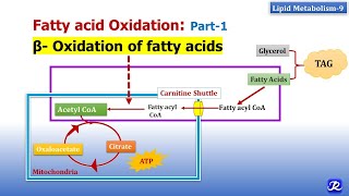 9 Beta oxidation of fatty acids  Lipid Metabolism9  Biochemistry  NJOY Biochemistry [upl. by Einahc]