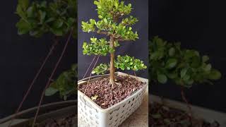 Bonsai de Buxus estilo CHOKKAN [upl. by Gayn164]