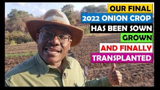 Onion Farming in Zambia 2022 Update 8 Aug 24 Nursery Sowing Growing amp Transplanting our Hybrids [upl. by Bloomer]