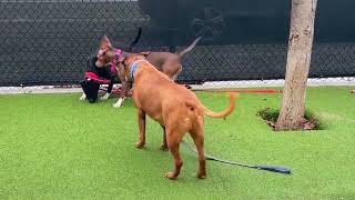 Hairless Street Dog Transforms Into Fluffiest Teddy Bear l The Dodo [upl. by Trini]