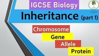 inheritance part 1 Chromosomes genes alleles IGCSE biology [upl. by Atil]