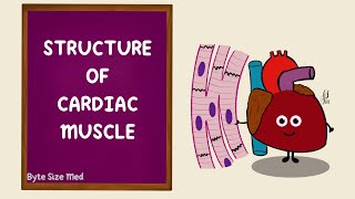 Structure of Cardiac Muscle  Cardiac Muscle Tissue  Cardiac Physiology [upl. by Sholley]