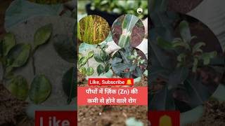 Zinc deficiency diseases in plants जिंक zink agriculture farming plants [upl. by Anawd811]