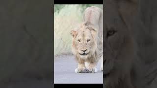 Lion finds newborn honey badger in KNP krugernationalpark lion [upl. by Deys]