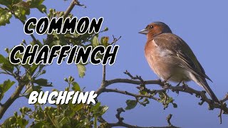 Chaffinch Alarm Call birds birdsounds [upl. by Melamed855]