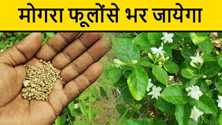 मोगरा पर नहीं आ रहे फूल तो क्या करें  Best Fertilizer For Mogra Plants  Home Garden [upl. by Aicilana]