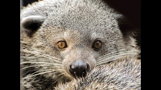 Binturong Arctictis binturong  Asia [upl. by Anaik]