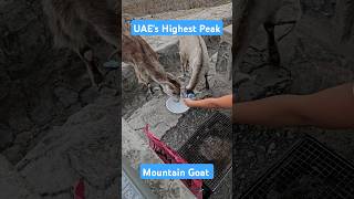 Jebel Jais Highest Peak in UAE camping outdoors rasalkhaimah uae mountains goat shorts [upl. by Annahtur808]