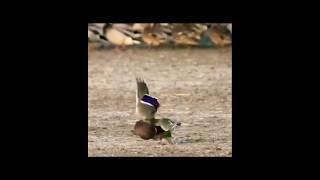 Must Watch birds animals hunts nature wildlife amazing shorts youtubeshorts [upl. by Roderick695]