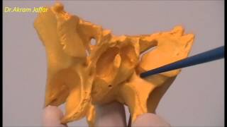 Osteology of the Skull 9 Sphenoid Bone [upl. by Pantia609]