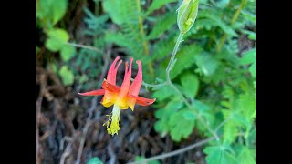 Aquilegia columbine [upl. by Aaron]