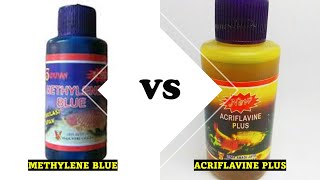 Acriflavine Plus VS Methylene Blue perbandingan obat ikan [upl. by Anirres]