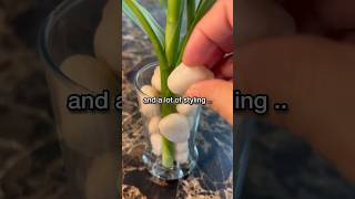 Plant propagation amp Plant Styling ♥️🌿plantstoriesbypoojaaparajita plantpropagation bamboo [upl. by Cirda]