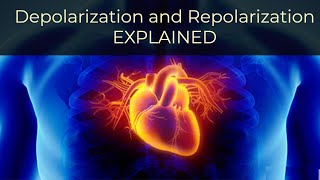 What is Depolarization and Repolarization Simply Explained [upl. by Ecinnahs]