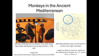 What were monkeys doing in Ancient Greece and Rome [upl. by Ellehc395]