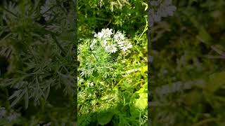 Coriandrum sativum  cilantro permaculture flowers garden [upl. by Gar]