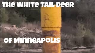 Minneapolis White Tail Deer [upl. by Callean]