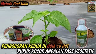 USIA 10 HST  BARU DUA KALI PUPUK TERLIHAT NYATA HASILNYA  CABE METODE MAS UDIN [upl. by Edwards637]