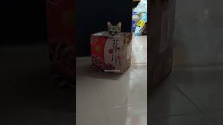 Playful Cat Cant Resist the Bag 🎒😸 [upl. by Rock]