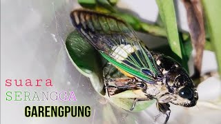 Suara Garengpung Kinjeng Tangis [upl. by Cindelyn]