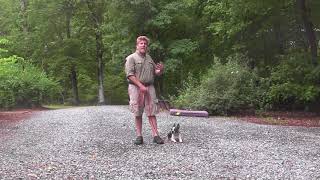 Boston Terrier Dog Training  WinstonSalem NC  Sebastian [upl. by Petras]