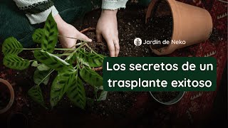 Los secretos de un trasplante exitoso  Cuidado de plantas de interior [upl. by Aniaj316]