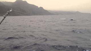 MADEIRA  Blue Marlin Fishing 2012 [upl. by Oznole]