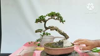 Update and Sharing of the Argao Taiwan Bonsai Style [upl. by Adlesirhc57]