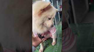 Cute girl Pi Pi bestpuppy pomeranian shortsfeed shortvideo shorts [upl. by Rednas23]