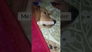 I Sleep 😴  Books  Sleeping Pills study students studentlife sleep books doglover funny med [upl. by Ezequiel457]