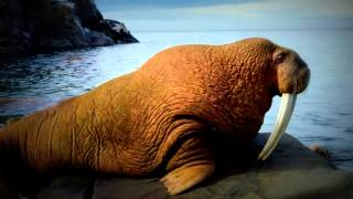 Walrus sounds Slow Motion [upl. by Mathilde]