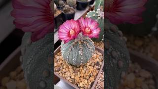 Astrophytum Asterias Akabana🥰🌵 astrophytum cactus cactos cactoflorido cactocomflor [upl. by Gniliem]