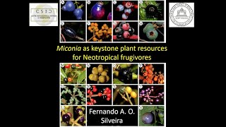 Miconia as a keystone resource for Neotropical frugivores Dr Fernando A O Silveira [upl. by Desirea]